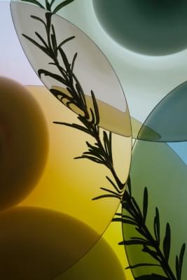 Transparences éphémères - Romarin 1.jpg